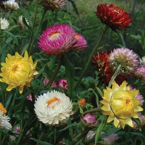 Flower, Strawflower Mixed Seeds small flower pot  