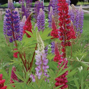 Flower, Tall Russell Lupine Seeds small flower pot  