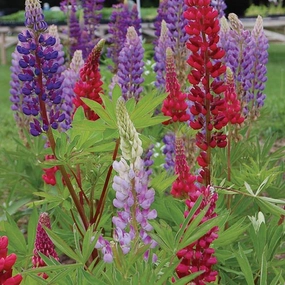 Flower, Tall Russell Lupine Seeds floating plant shelf  