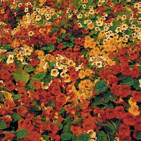 Flower, Tip Top Nasturtium Seeds floating plant shelf  