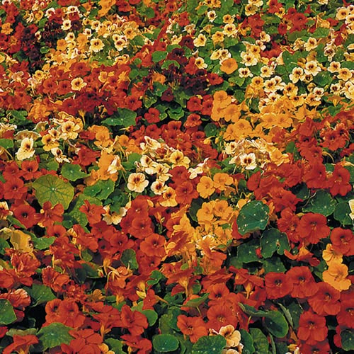 Flower, Tip Top Nasturtium Seeds small flower pot  