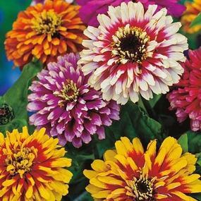 Flower, Whirlygig Mix Zinnia Seeds floating plant shelf  