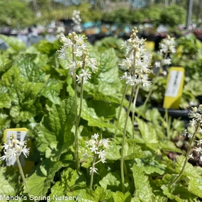 Foamflower | Tiarella Cordifolia single layer plant shelf  