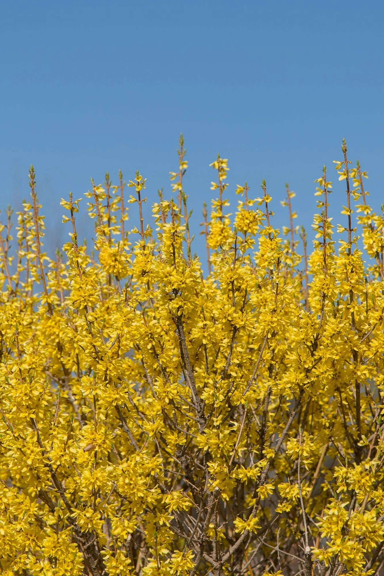 Forsythia 'Spring Fling' #5