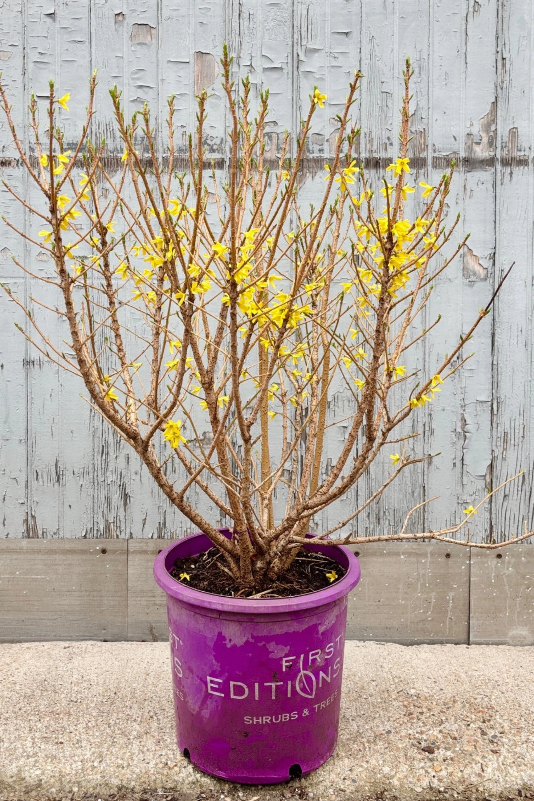 Forsythia 'Spring Fling' #5