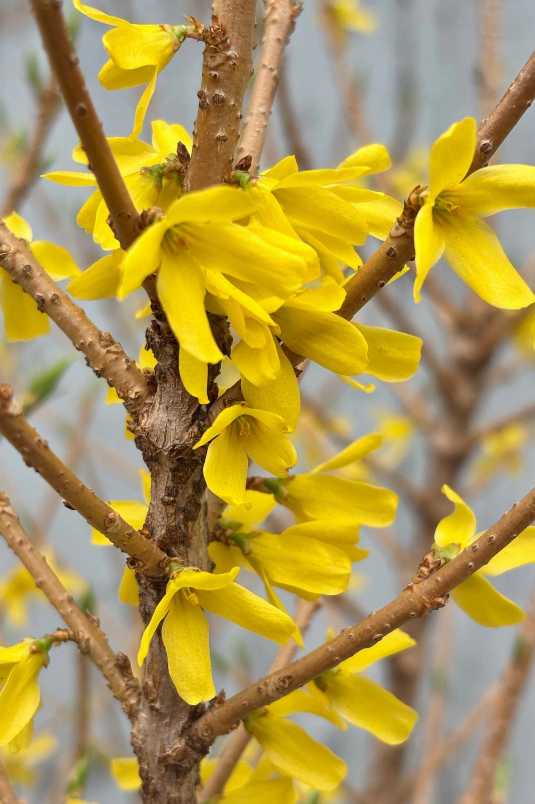 Forsythia 'Spring Fling' #5