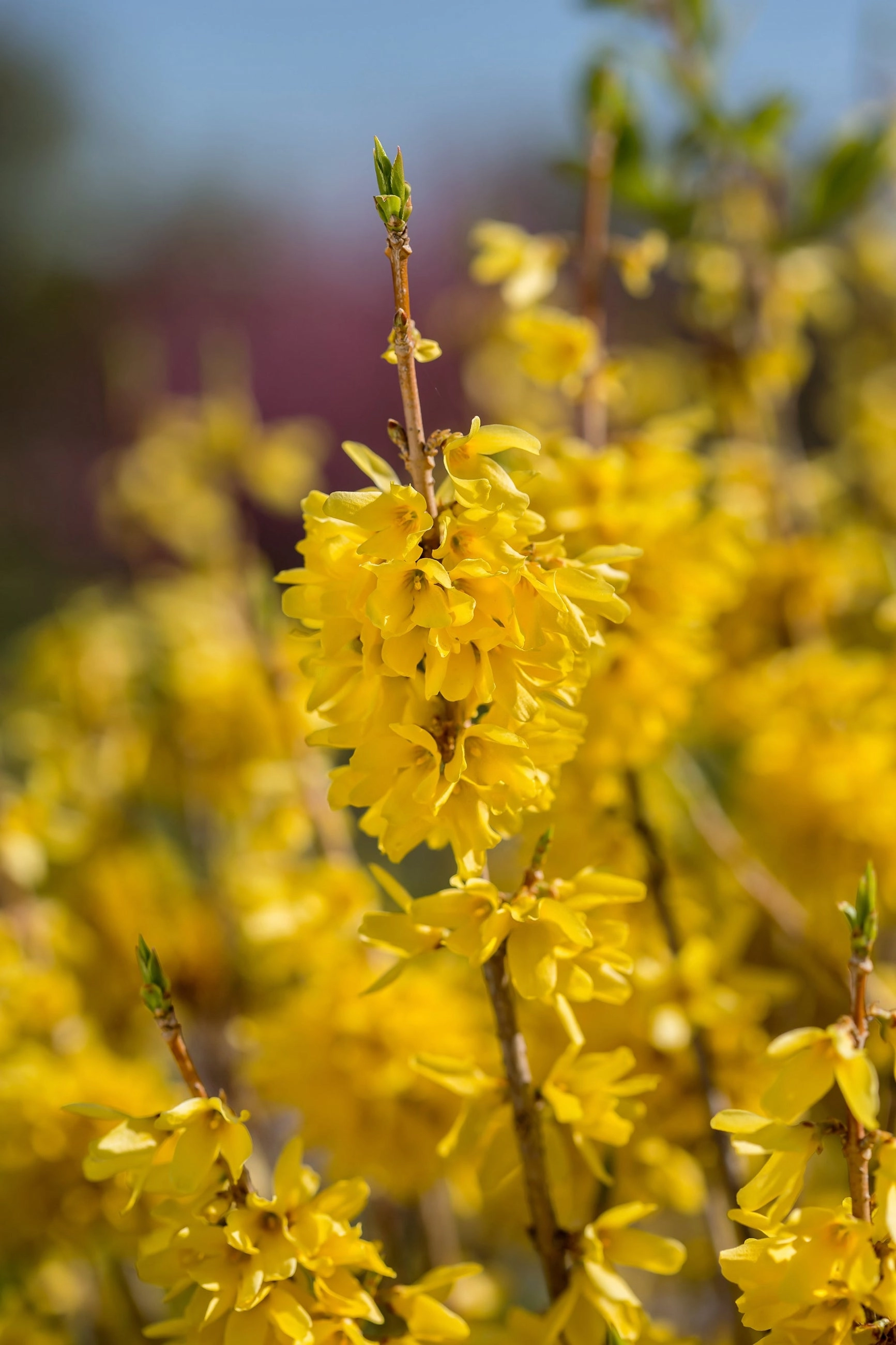 Forsythia 'Spring Fling' #5