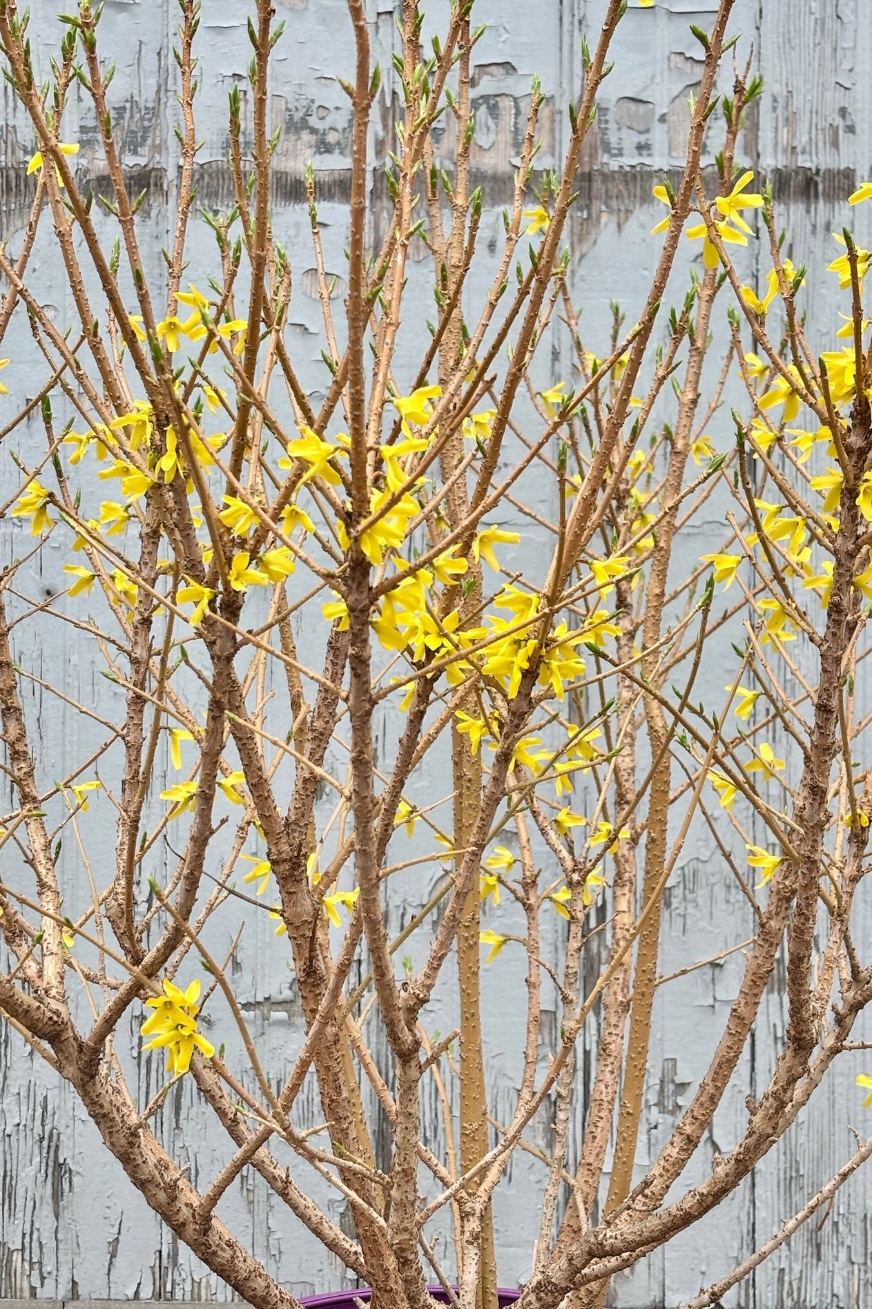 Forsythia 'Spring Fling' #5