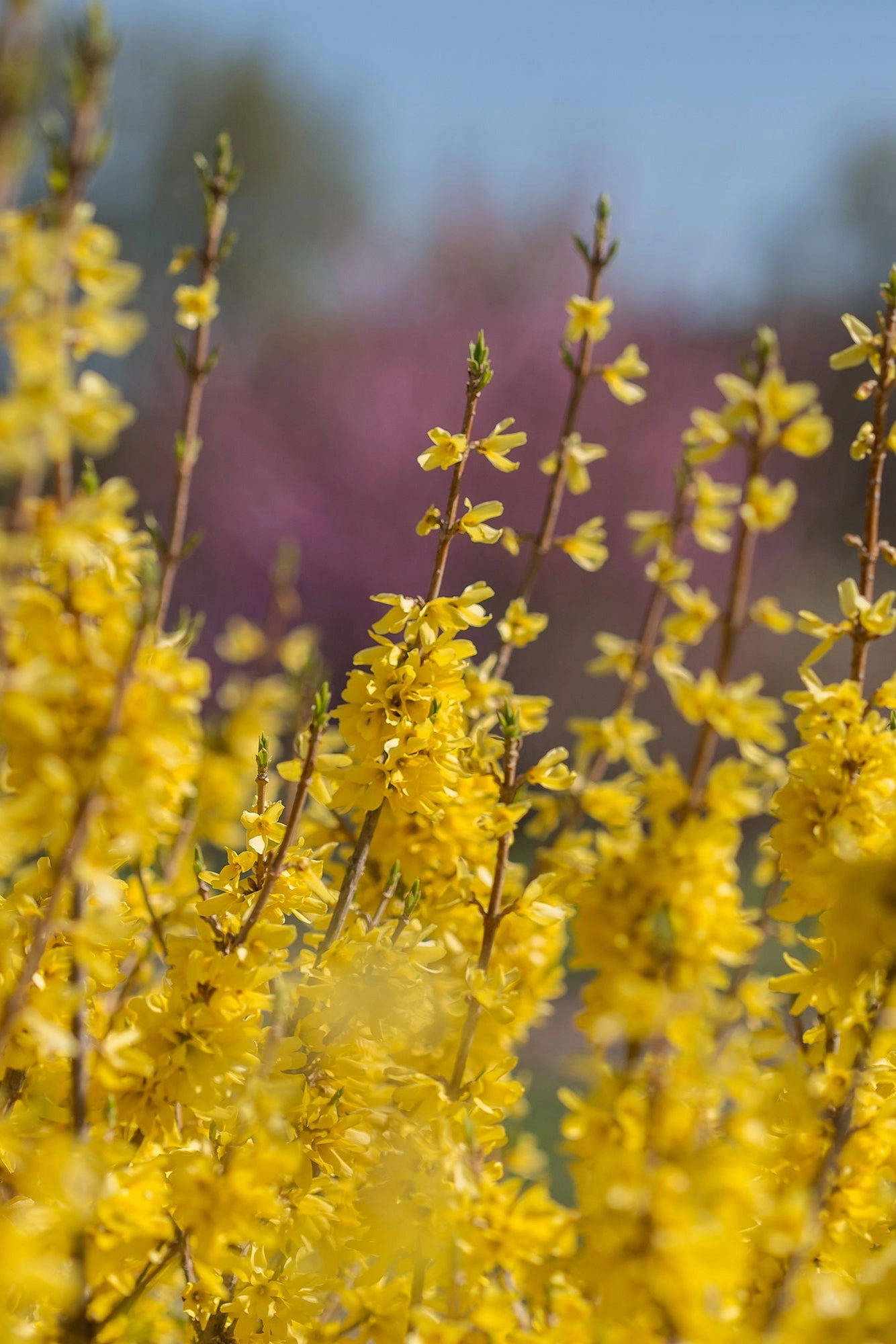 Forsythia 'Spring Fling' #5