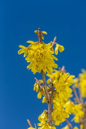 Forsythia 'Spring Fling' #5 decorative flowerpot  
