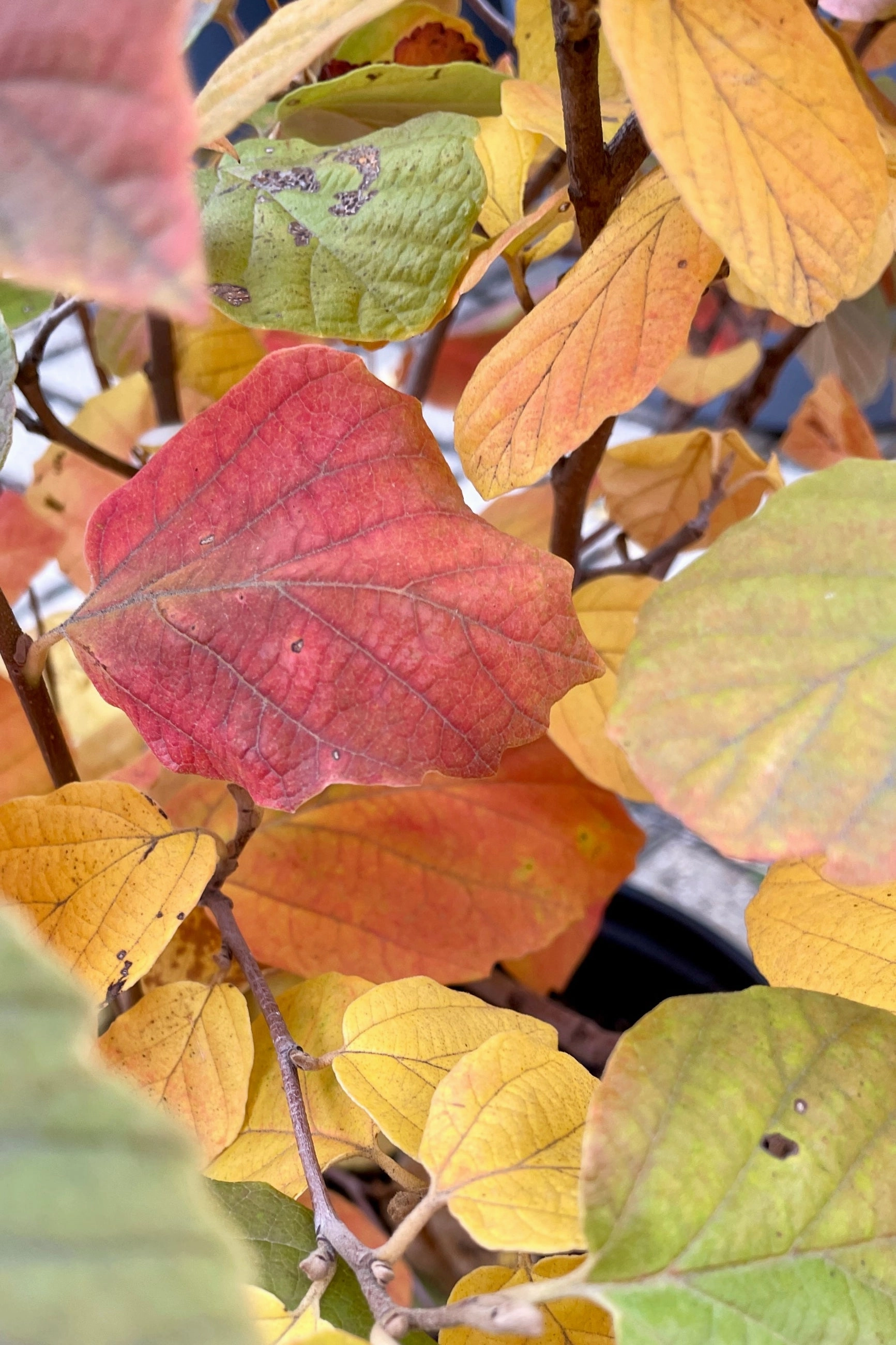 Fothergilla m. 'Mount Airy' #2