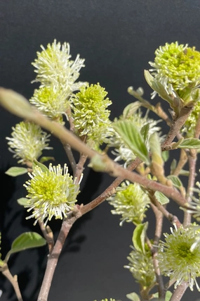 Fothergilla m. 'Mount Airy' #2 decorative flowerpot  