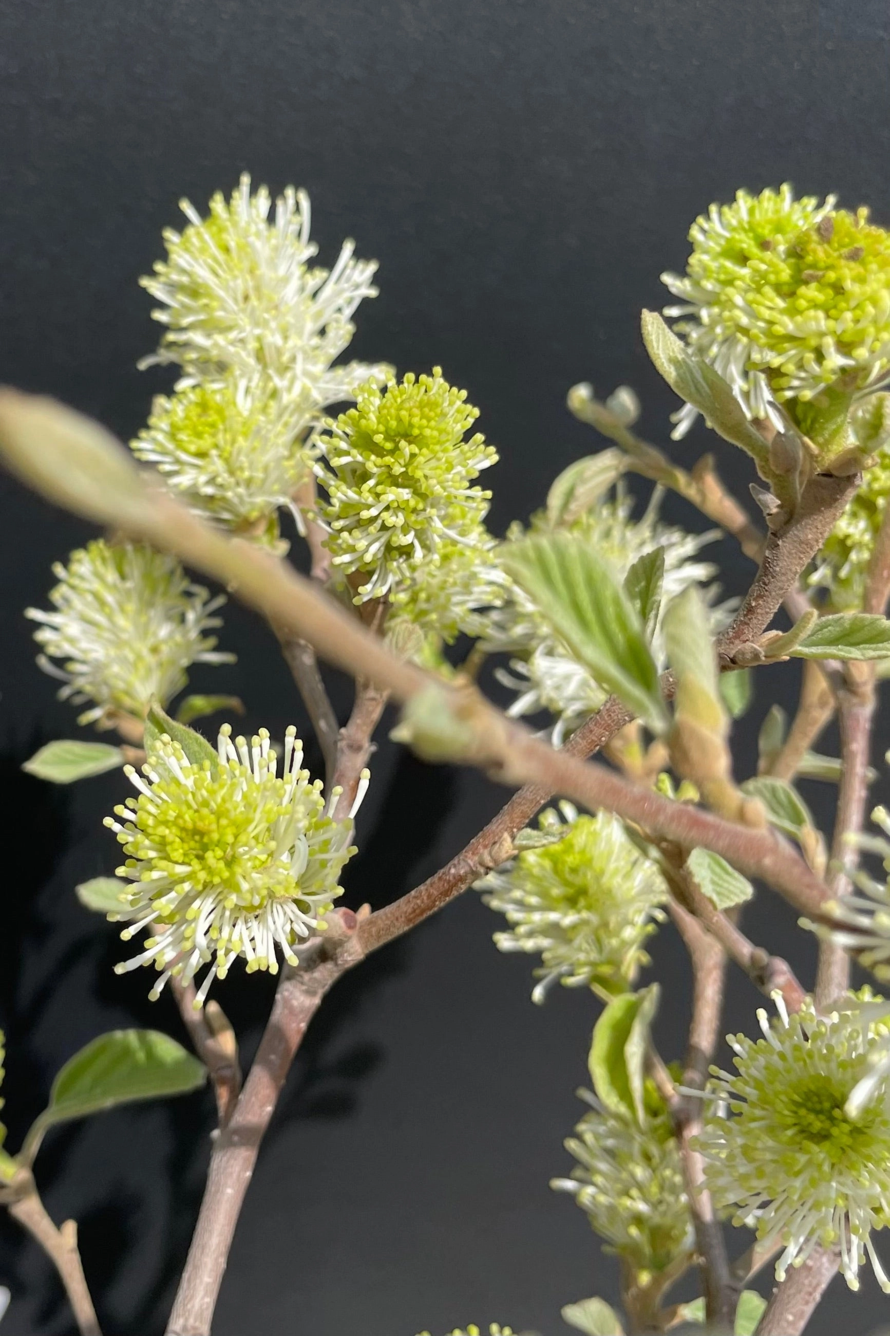 Fothergilla m. 'Mount Airy' #2 decorative flowerpot  