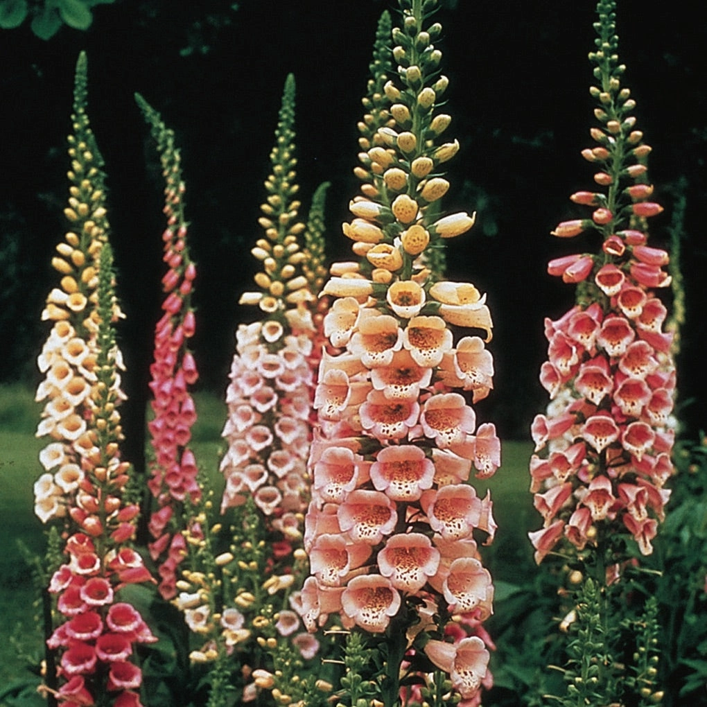 Foxglove | Digitalis traditional flower vase  