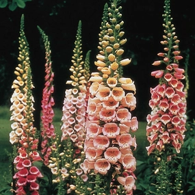 Foxglove | Digitalis traditional flower vase  