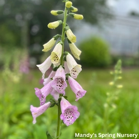 Foxy Hybrids Mix Foxglove | Digitalis purpurea traditional flower vase  