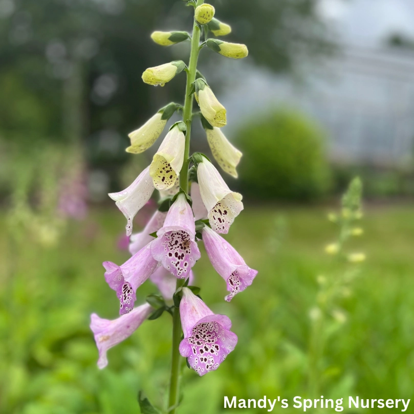 Foxy Hybrids Mix Foxglove | Digitalis purpurea traditional flower vase  