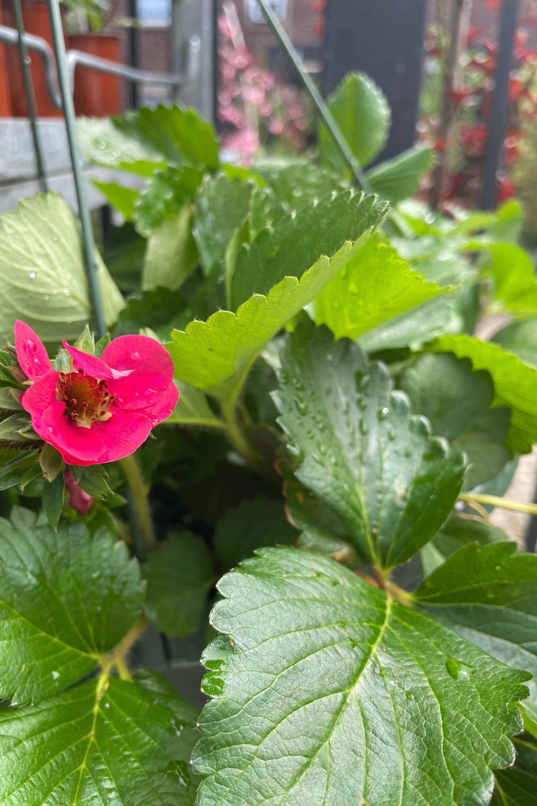 Fragaria 'Tristan' 10"HB