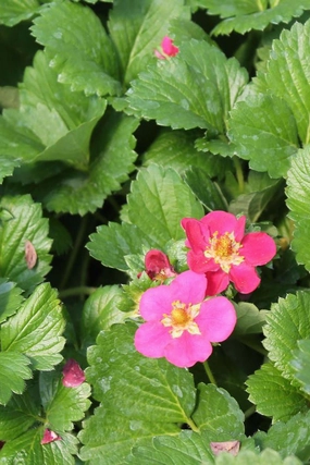 Fragaria 'Tristan' 10"HB decorative flowerpot  