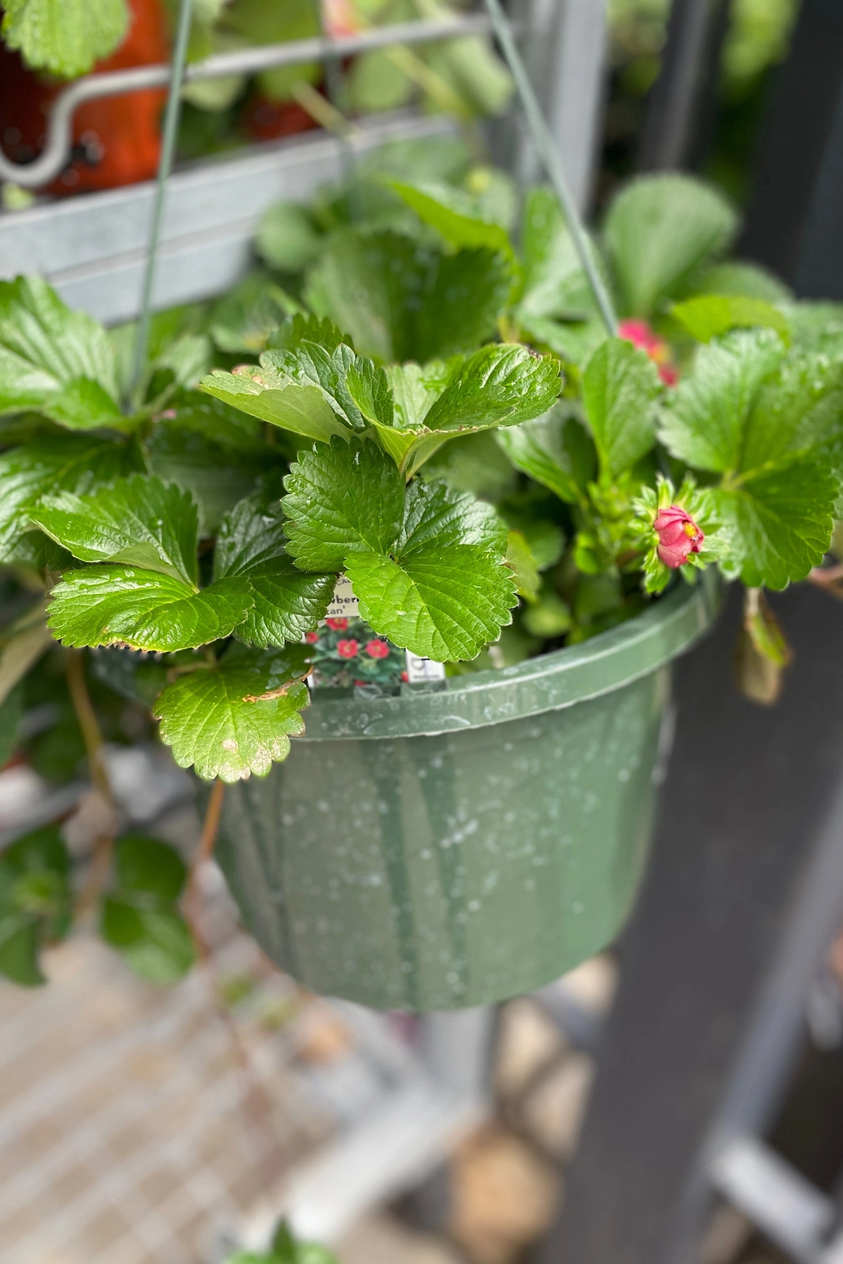 Fragaria 'Tristan' 10"HB