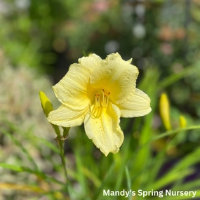 Fragrant Returns Reblooming Daylily | Hemerocallis traditional flower vase  