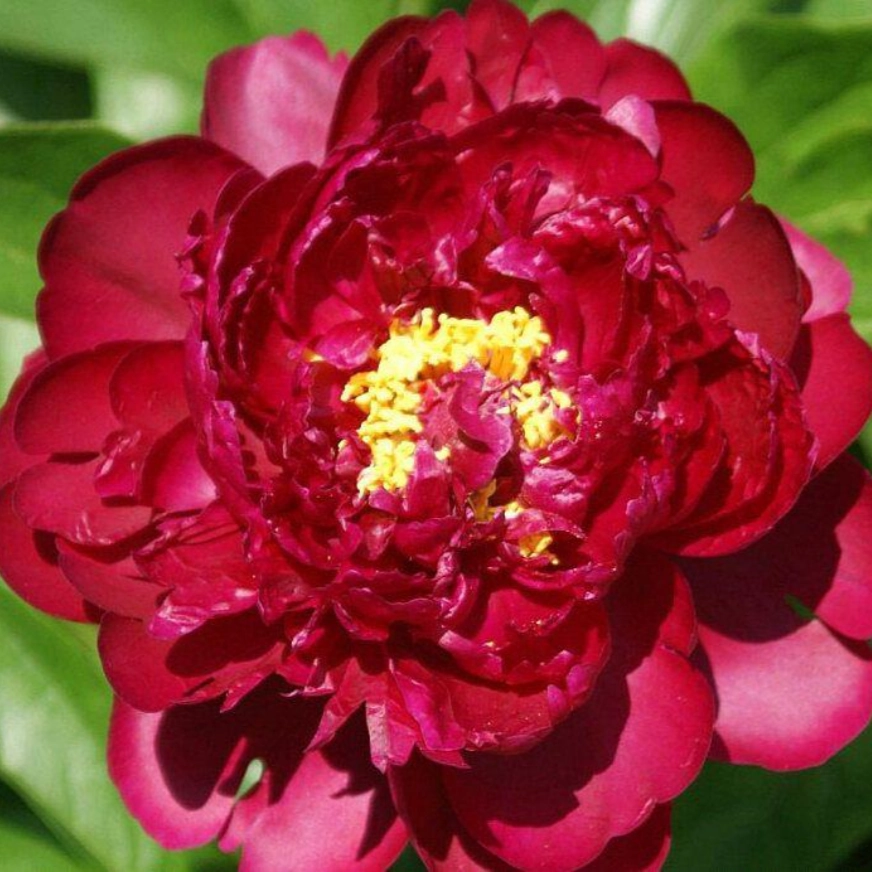 Francis Ortegot Peony | Paeonia 'Francis Ortegot' traditional flower vase  