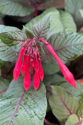 Fuchsia 'Gartenmeister' 4.5" decorative flowerpot  