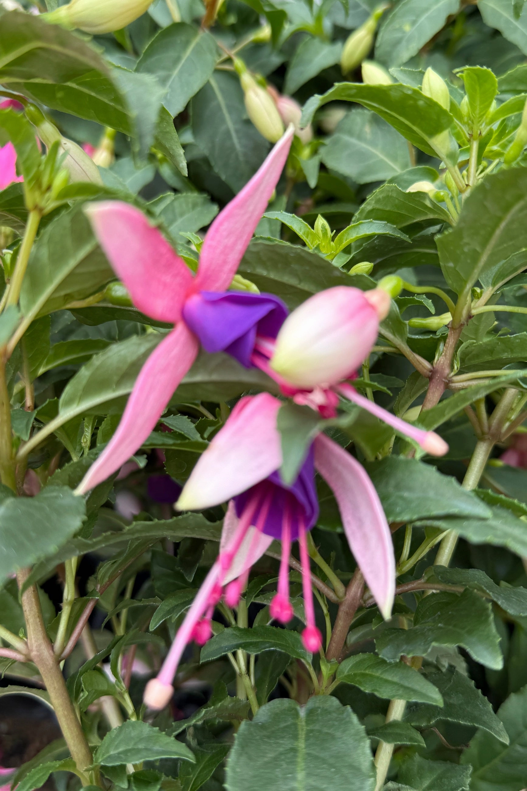 Fuchsia (assorted) 10" HB