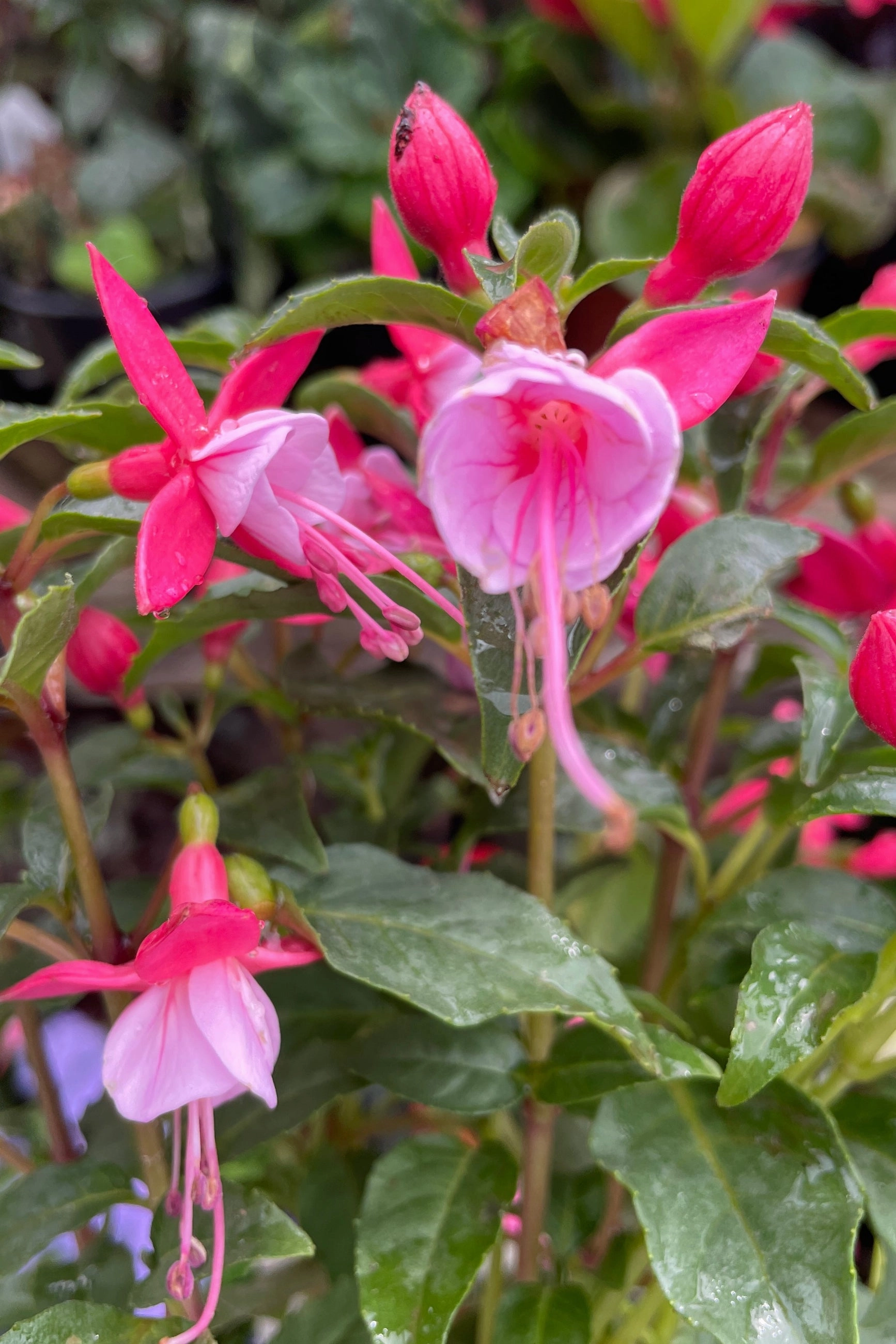 Fuchsia (assorted) 10" HB
