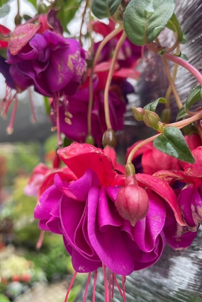 Fuchsia (assorted) 10" HB decorative flowerpot  