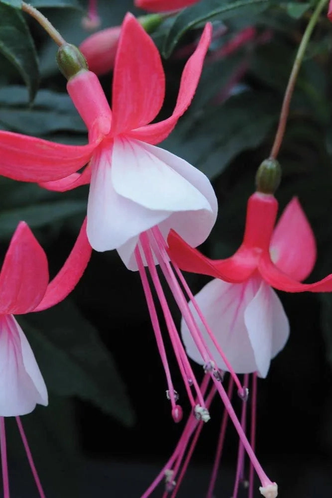 Fuchsia (assorted) 10" HB