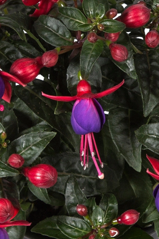 Fuchsia (assorted) 10" HB