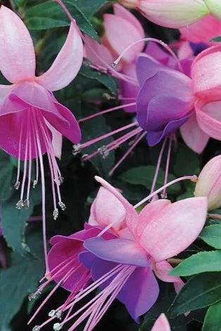 Fuchsia (assorted) 10" HB
