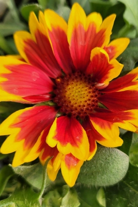 Gaillardia 'Arizona Sun' #1 decorative flowerpot  