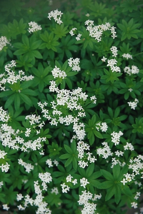 Galium odoratum 1qt decorative flowerpot  