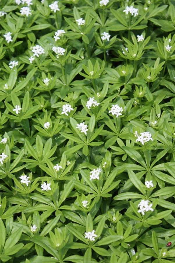 Galium odoratum 1qt