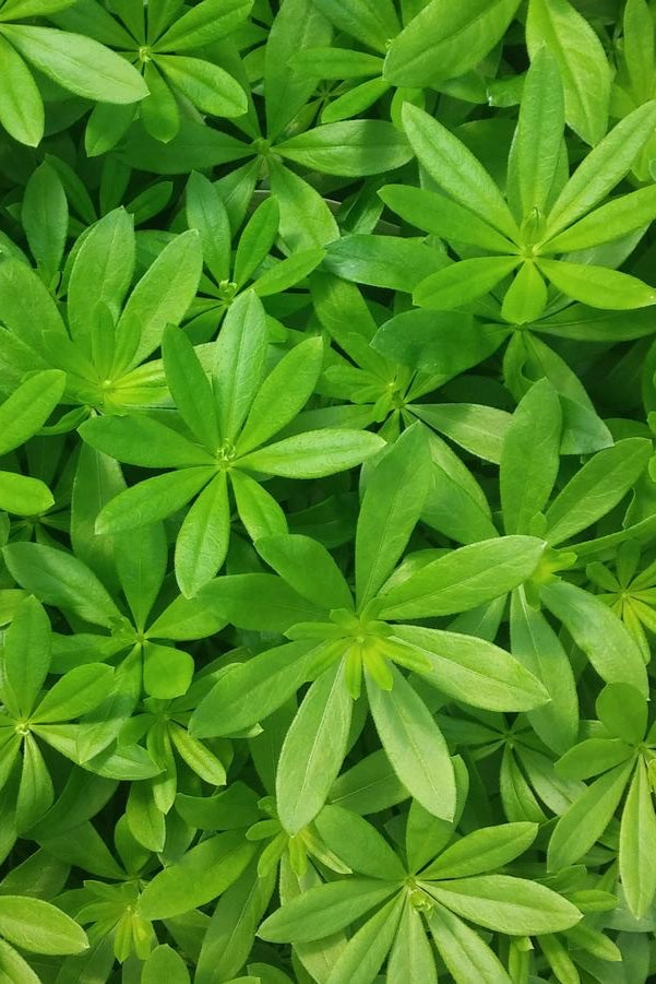 Galium odoratum 1qt