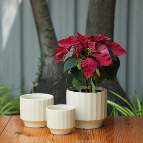Gamla Ribbed Ceramic Planter (Cream) shade perennial  