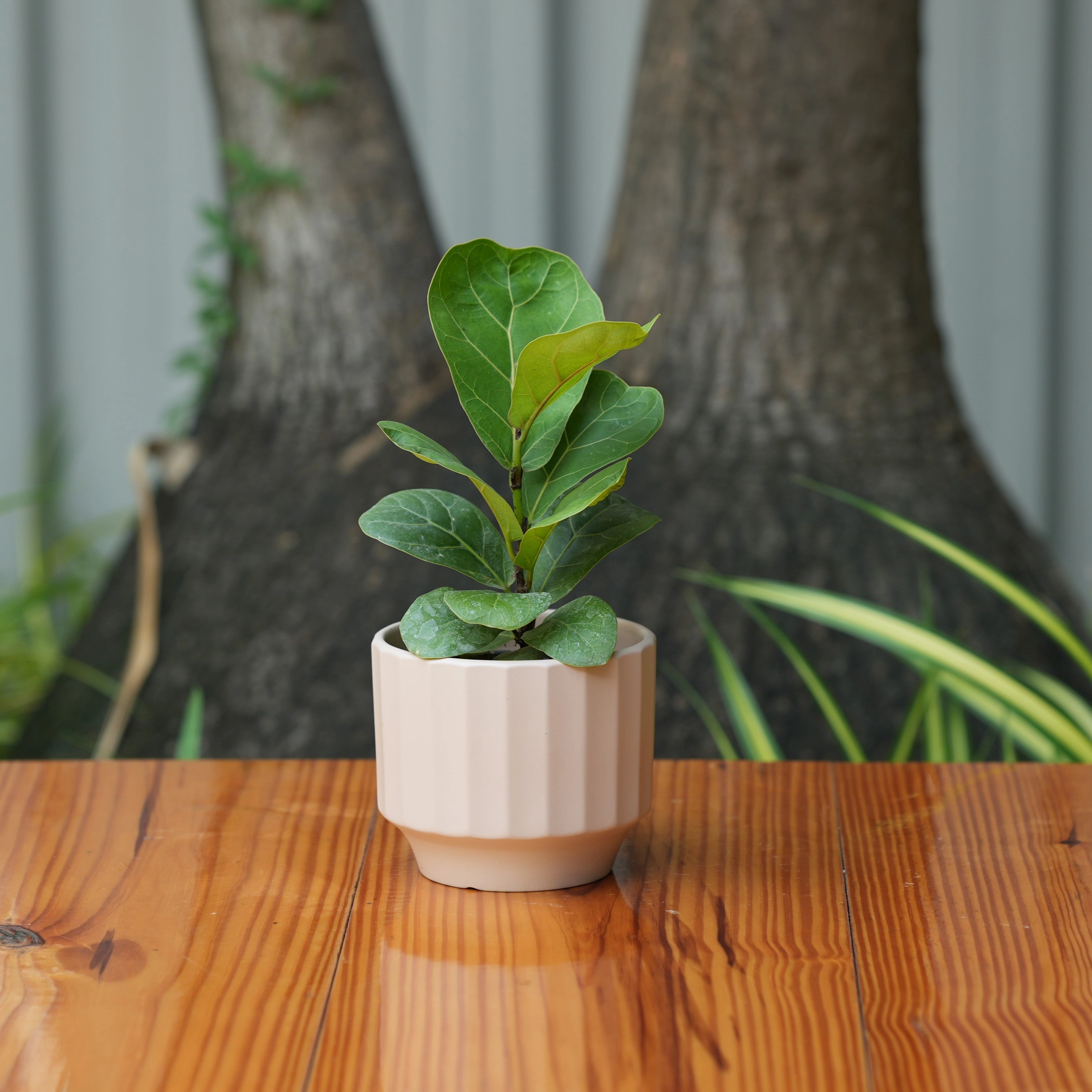 Gamla Ribbed Ceramic Planter (Light Brown)