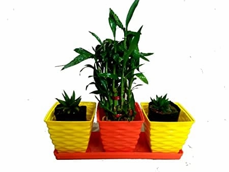 Garden Lutino Table Decor Planter Set (6 Pot   2 Bottom Tray)
