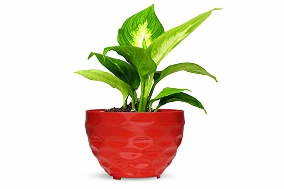 Garden Multicolor Prince Table Top Planter (Set of 5)
