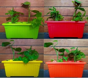 Garden Multicolor Window Planter (Set of 4) hanging green plant  