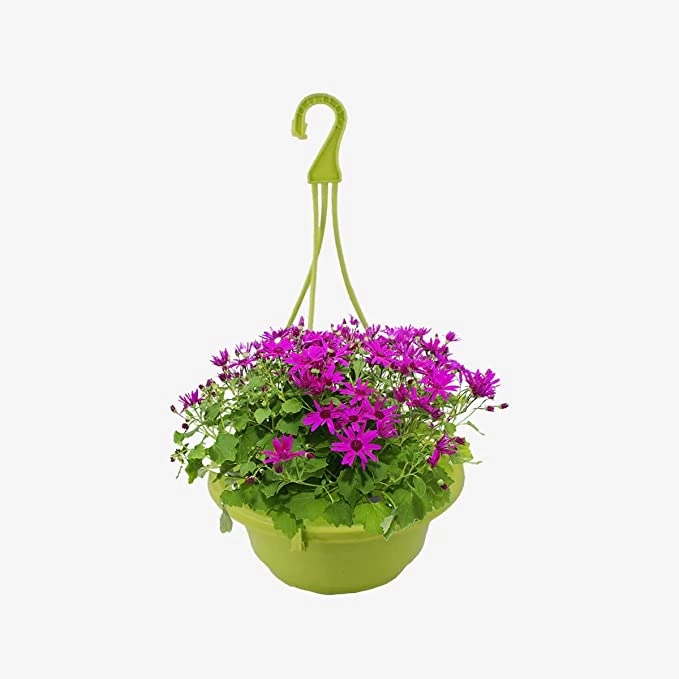 Garden Multicoloured Hanging Planter Set of 6
