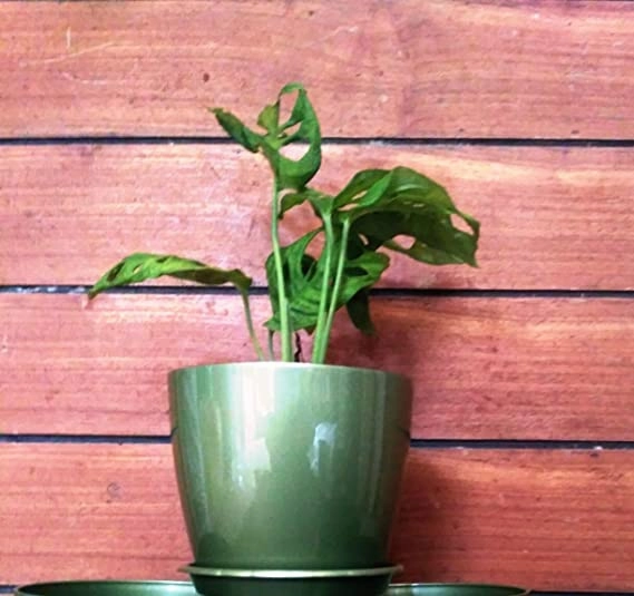 Garden Store Self Watering Table Top Planter (Multicolor, Set of 4)