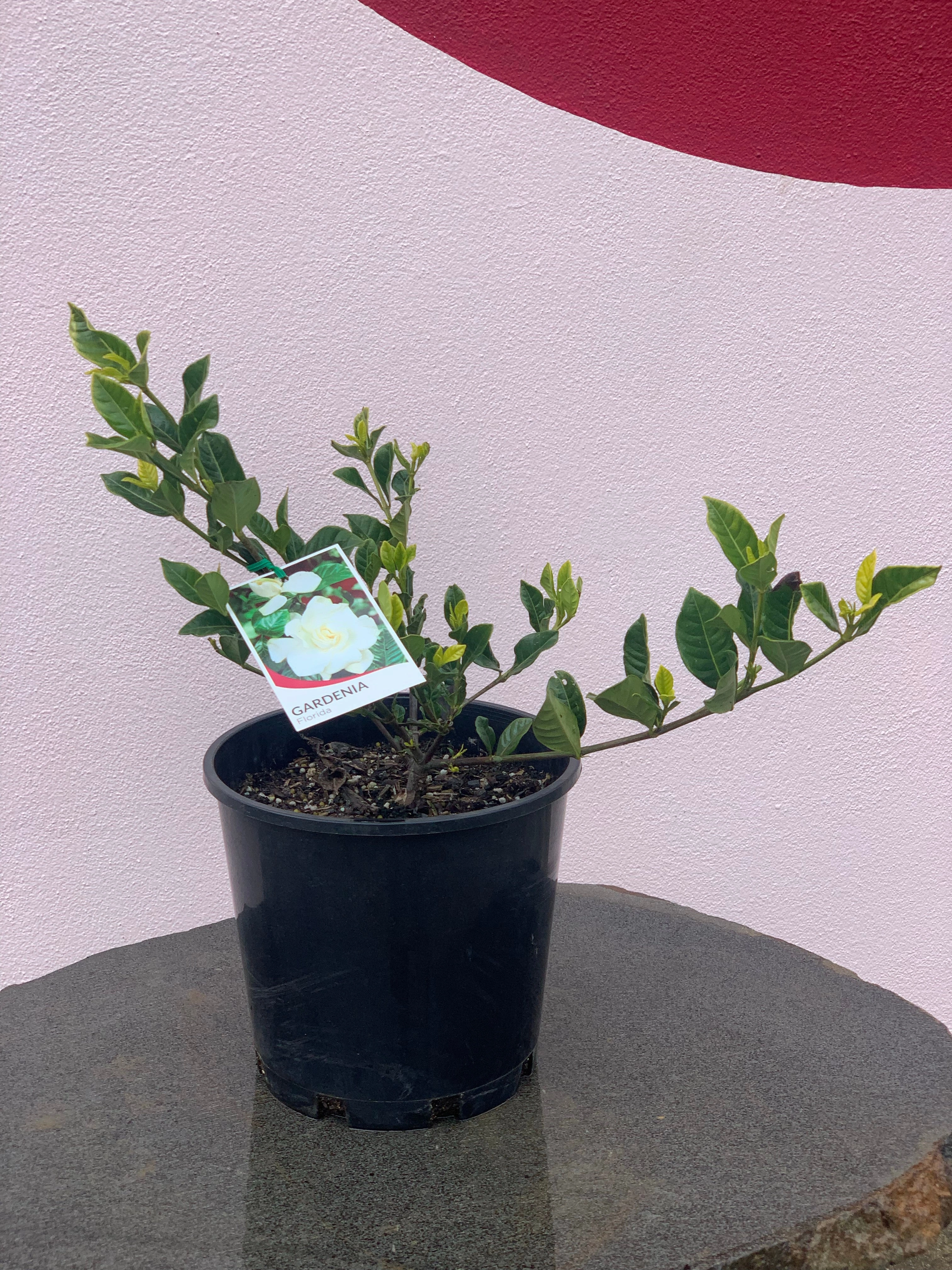 Gardenia 'Florida'