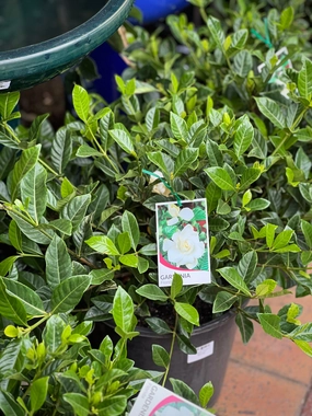 Gardenia 'Florida' small flower pot  