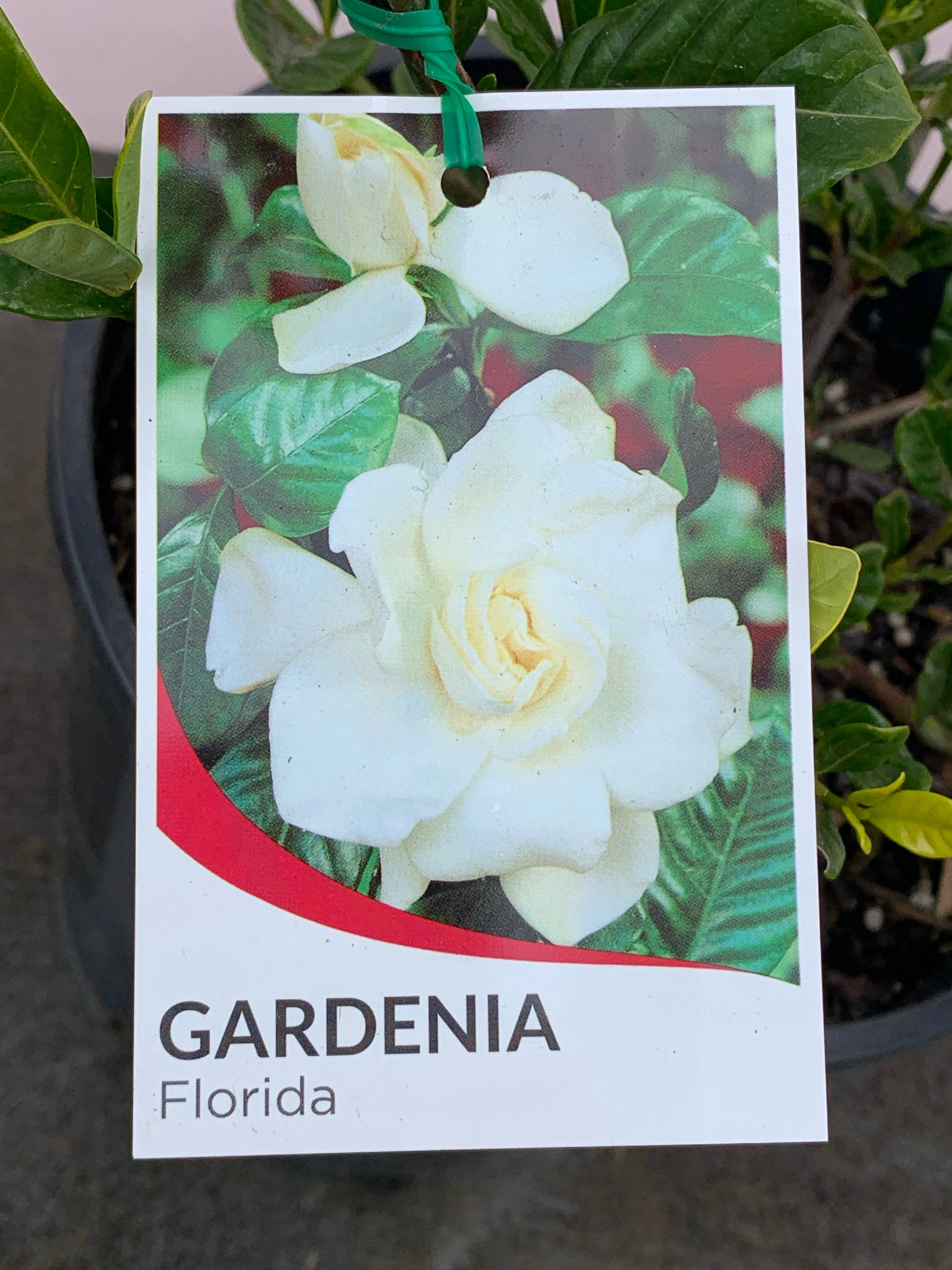 Gardenia 'Florida'