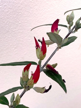 Gastrolobium celsianum small flower pot  
