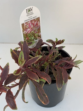 Gaura 'Freefolk Rosy' small flower pot  