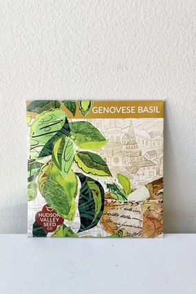 Genovese Basil Seeds Art Pack decorative flowerpot  